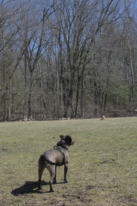 20250323_Tilly and Dog Park and Portraits_DSC_0192_.jpg