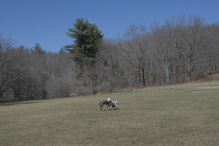 20250323_Tilly and Dog Park and Portraits_DSC_0196_.jpg