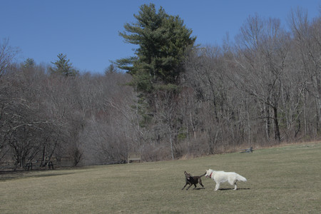 20250323_Tilly and Dog Park and Portraits_DSC_0197_.jpg