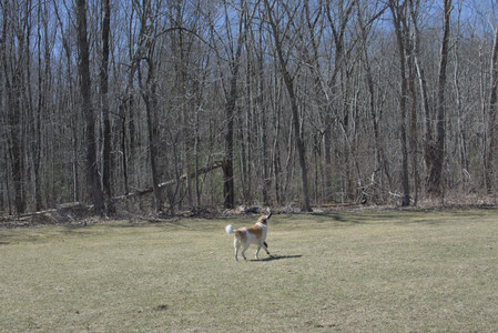 20250323_Tilly and Dog Park and Portraits_DSC_0206_.jpg