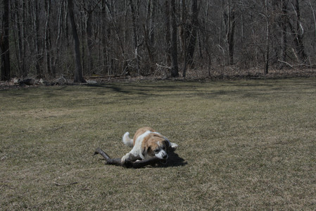 20250323_Tilly and Dog Park and Portraits_DSC_0211_.jpg