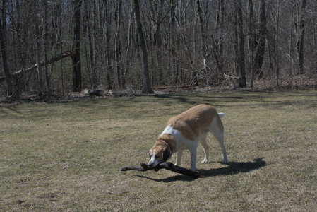 20250323_Tilly and Dog Park and Portraits_DSC_0214_.jpg