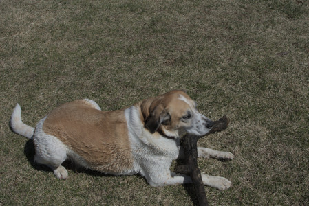 20250323_Tilly and Dog Park and Portraits_DSC_0222_.jpg