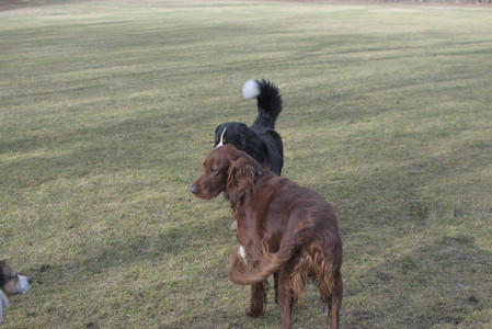 20250325_Dog park_DSC_0325_.jpg