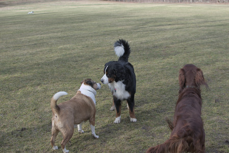 20250325_Dog park_DSC_0326_.jpg