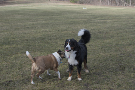 20250325_Dog park_DSC_0327_.jpg