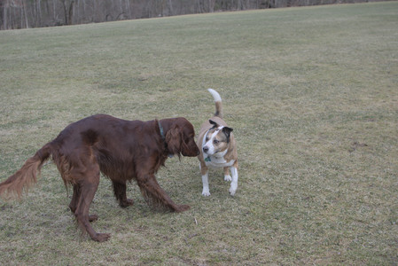 20250325_Dog park_DSC_0331_.jpg