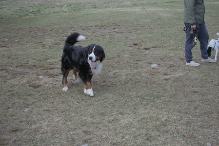 20250325_Dog park_DSC_0337_.jpg
