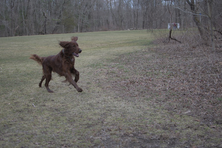 20250325_Dog park_DSC_0343_.jpg