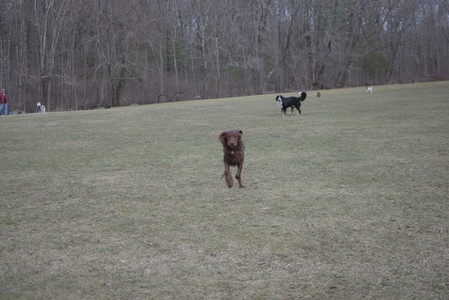 20250325_Dog park_DSC_0354_.jpg