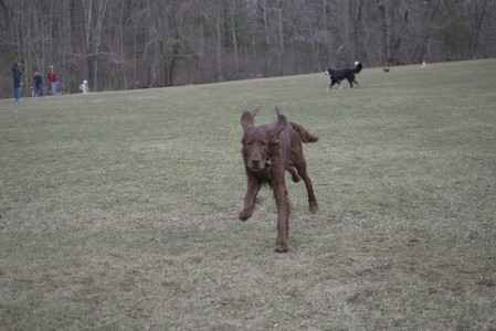 20250325_Dog park_DSC_0355_.jpg