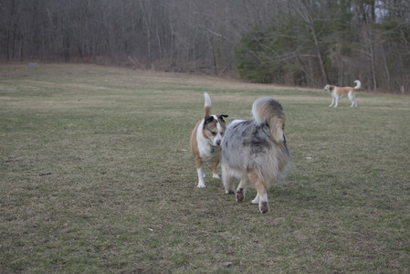 20250325_Dog park_DSC_0360_.jpg