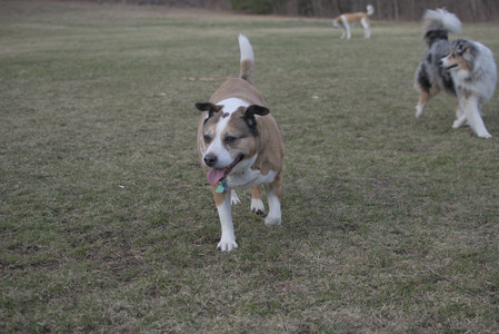 20250325_Dog park_DSC_0362_.jpg