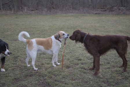 20250325_Dog park_DSC_0367_.jpg