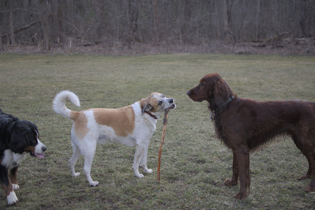 20250325_Dog park_DSC_0368_.jpg
