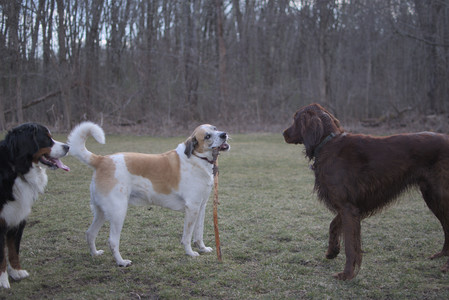 20250325_Dog park_DSC_0369_.jpg