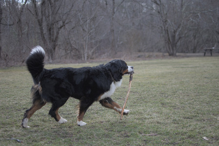 20250325_Dog park_DSC_0370_.jpg