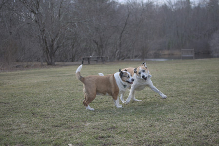 20250325_Dog park_DSC_0371_.jpg