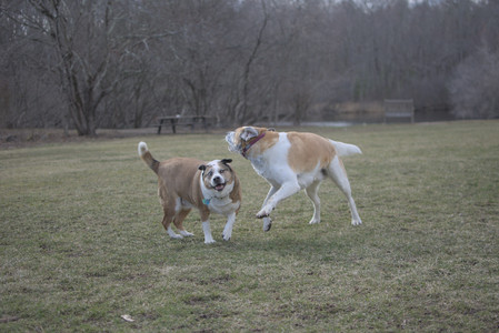 20250325_Dog park_DSC_0372_.jpg