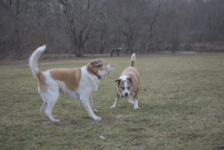 20250325_Dog park_DSC_0373_.jpg