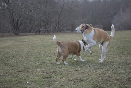20250325_Dog park_DSC_0374_.jpg