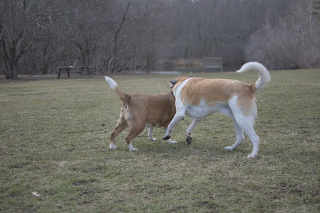 20250325_Dog park_DSC_0375_.jpg