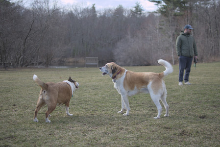 20250325_Dog park_DSC_0376_.jpg