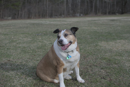 20250325_Dog park_DSC_0378_.jpg