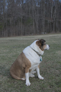 20250325_Dog park_DSC_0379_.jpg