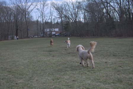20250325_Dog park_DSC_0380_.jpg