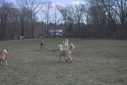20250325_Dog park_DSC_0381_.jpg