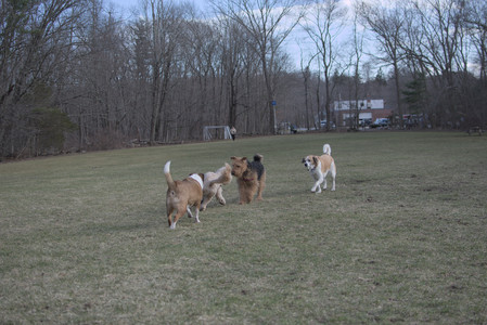 20250325_Dog park_DSC_0382_.jpg