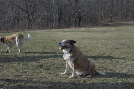 20250325_Dog park_DSC_0391_.jpg