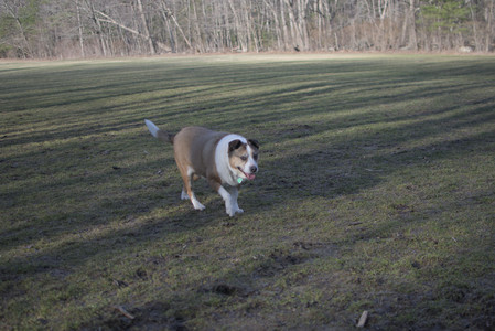 20250325_Dog park_DSC_0394_.jpg