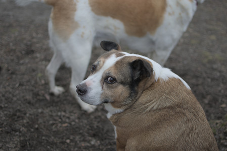 20250327_Dog walk_DSC_0514_.jpg