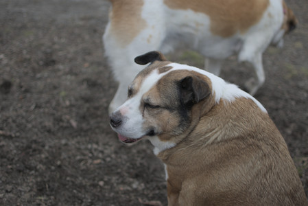 20250327_Dog walk_DSC_0515_.jpg