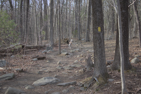 20250327_Dog walk_DSC_0535_.jpg