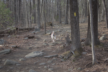 20250327_Dog walk_DSC_0538_.jpg