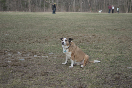 20250327_Dog walk_DSC_0569_.jpg