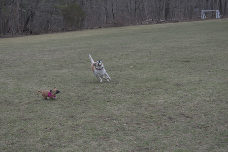 20250328_Dog Park_DSC_0788_.jpg