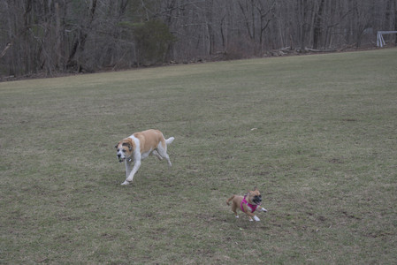 20250328_Dog Park_DSC_0789_.jpg