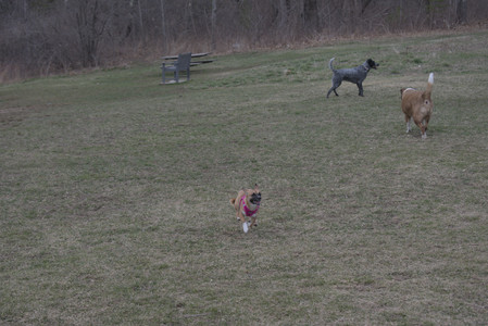 20250328_Dog Park_DSC_0792_.jpg