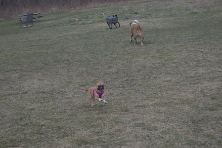 20250328_Dog Park_DSC_0793_.jpg