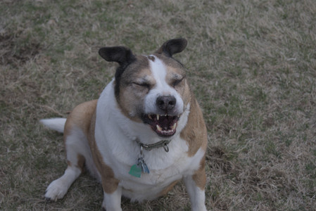 20250328_Dog Park_DSC_0801_.jpg