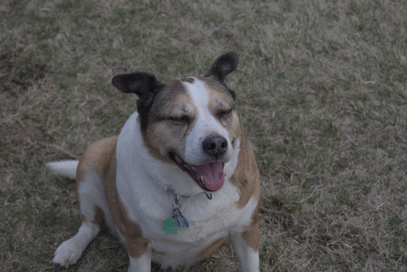 20250328_Dog Park_DSC_0802_.jpg