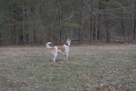 20250328_Dog Park_DSC_0803_.jpg