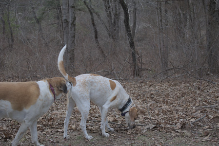 20250328_Dog Park_DSC_0811_.jpg