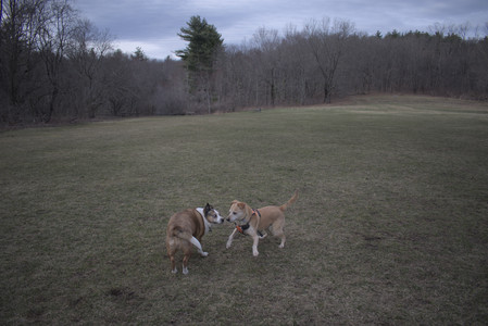 20250328_Dog Park_DSC_0814_.jpg