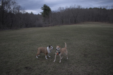 20250328_Dog Park_DSC_0815_.jpg
