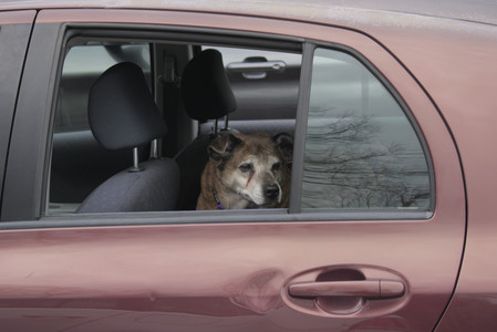 20250328_Dog Park_DSC_0828_.jpg